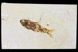Bargain Fossil Fish (Knightia) - Green River Formation #133947-1